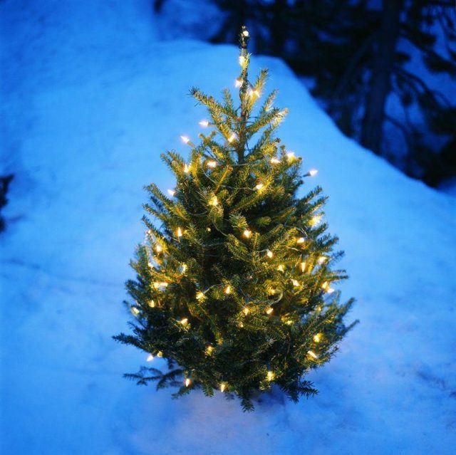 arboles-de-navidad-naturales-con-luces